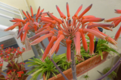 ROOF-GARDEN-PLANTS-Cactus-in-flower-P1000278 