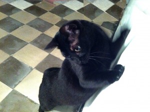 Cat-3-PHE                          