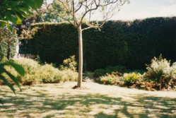 Garden_0004