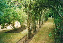 Garden_0015B