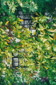 Garden_0021