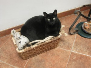 IMG_0004 (1)                          