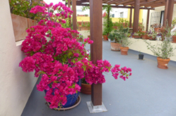 ROOF-GARDEN-PLANTS-Bougainvillea-P1000280 
