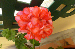 ROOF-GARDEN-PLANTS-Geranium,-red-P1000308 