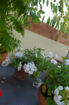 ROOF-GARDEN-PLANTS-Geraniums,-white--P1000249 