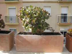 ROOF-GARDEN-PLANTS-Jade-IMG_0011 