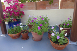 ROOF-GARDEN-PLANTS-Petunias-P1000256 