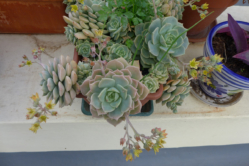 ROOF-GARDEN-PLANTS-Succulents,-yellow-P1000300 