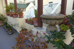 ROOF-GARDEN-STOPOVER-Bird-bath-P1000257 